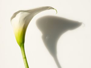 wkl 02 Wilhelm Kleinoder   Calla